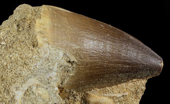 Mosasaur (Prognathodon) Tooth In Rock #70413